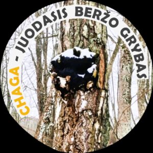 Juodųjų beržo grybų (chaga) milteliai